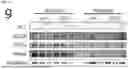 Fig. 45 - Compositions and Methods for Treating Metabolic Disorders