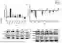 Fig. 08 - 2-HYDROXYPROPYL-BETA-CYCLODEXTRIN AS A CANCER THERAPY NEOADJUVANT OR ADJUVANT