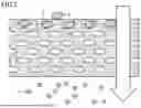 Fig. 04 - HOLLOW FIBER MEMBRANE AND PLASMAPHERESIS METHOD
