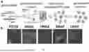 Fig. 02 - MICROFLUIDIC TRANSWELL SYSTEMS FOR IMAGING PAIRED CELL INTERACTIONS VIA EXOSOMES