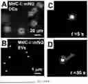 Fig. 09 - MICROFLUIDIC TRANSWELL SYSTEMS FOR IMAGING PAIRED CELL INTERACTIONS VIA EXOSOMES