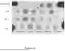 Fig. 07 - THERAPEUTIC NUCLEASE COMPOSITIONS AND METHODS