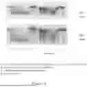Fig. 22 - THERAPEUTIC NUCLEASE COMPOSITIONS AND METHODS