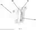 Fig. 06 - Equipment and Method for Sexing and Analyzing the Individual Characteristics of Birds