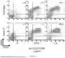 Fig. 02 - Testis Development Related Protein Antibodies