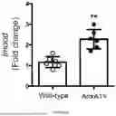 Fig. 10 - Testis Development Related Protein Antibodies