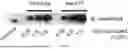 Fig. 12 - Testis Development Related Protein Antibodies