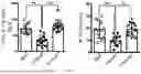Fig. 13 - Testis Development Related Protein Antibodies