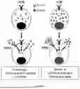 Fig. 17 - Testis Development Related Protein Antibodies