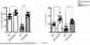 Fig. 18 - Testis Development Related Protein Antibodies