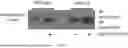 Fig. 23 - Testis Development Related Protein Antibodies