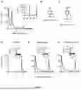 Fig. 05 - RECOMBINANT MICROORGANISMS THAT CATABOLIZE ACETOVANILLONE AND METHODS OF USING SAME