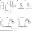 Fig. 13 - RECOMBINANT MICROORGANISMS THAT CATABOLIZE ACETOVANILLONE AND METHODS OF USING SAME