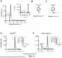 Fig. 17 - RECOMBINANT MICROORGANISMS THAT CATABOLIZE ACETOVANILLONE AND METHODS OF USING SAME