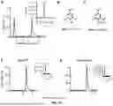 Fig. 19 - RECOMBINANT MICROORGANISMS THAT CATABOLIZE ACETOVANILLONE AND METHODS OF USING SAME