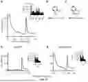 Fig. 27 - RECOMBINANT MICROORGANISMS THAT CATABOLIZE ACETOVANILLONE AND METHODS OF USING SAME