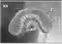 Fig. 01 - PRE-IMPRINTED MOUTH GUARDS, AND SYSTEMS AND METHODS FOR RETAIL SELECTION OF SAME