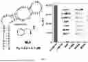 Fig. 02 - METHODS AND COMPOSITIONS OF APTAMERS FOR DETECTION OF LOW COMPLEXITY MOLECULES