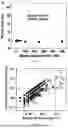 Fig. 07 - METHODS AND COMPOSITIONS OF APTAMERS FOR DETECTION OF LOW COMPLEXITY MOLECULES