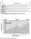 Fig. 08 - METHODS AND COMPOSITIONS OF APTAMERS FOR DETECTION OF LOW COMPLEXITY MOLECULES