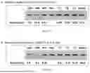 Fig. 71 - METHODS AND COMPOSITIONS OF APTAMERS FOR DETECTION OF LOW COMPLEXITY MOLECULES
