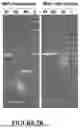 Fig. 05 - METHOD TO GENERATE SUPERCOILED CIRCULAR DNA IN VITRO