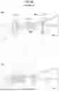 Fig. 27 - VARIABLE MAGNIFICATION OPTICAL SYSTEM AND IMAGING APPARATUS
