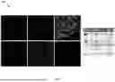 Fig. 08 - DOMAIN SWAP AND ARTIFICIAL GENERATED VIRTUAL IMAGES