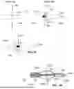 Fig. 04 - TRANSCATHETER DEVICE FOR INTERATRIAL ANASTOMOSIS