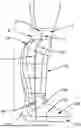 Fig. 01 - INSULATING DEVICE FOR AN ULCERATED DIABETIC FOOT