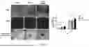 Fig. 08 - COMPOSITION FOR DENTIN ADHESION AND COMPOSITION FOR PULP RESTORATION, EACH COMPOSITION CONTAINING CPNE7-DERIVED PEPTIDE
