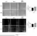 Fig. 09 - COMPOSITION FOR DENTIN ADHESION AND COMPOSITION FOR PULP RESTORATION, EACH COMPOSITION CONTAINING CPNE7-DERIVED PEPTIDE