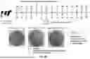 Fig. 07 - COMPOSITIONS AND METHODS OF USE THEREOF FOR PREVENTION OF MASTITIS