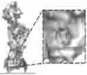 Fig. 01 - COMPOSITIONS AND METHODS FOR TREATING CARDIOMYOPATHIES