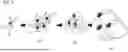 Fig. 02 - ANTI-OBESITY AGENT COMPRISING ENTEROBACTERIA AS ACTIVE INGREDIENT AND METHOD FOR PRODUCING SAME