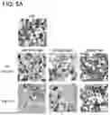 Fig. 07 - ANTI-OBESITY AGENT COMPRISING ENTEROBACTERIA AS ACTIVE INGREDIENT AND METHOD FOR PRODUCING SAME