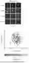 Fig. 49 - LOGIC GATED PROTEIN ACTUATORS