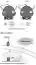 Fig. 01 - COMPOSITIONS AND METHODS FOR TREATING SKIN DISEASES, DISORDERS, AND CONDITIONS