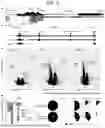 Fig. 04 - COMPOSITIONS AND METHODS FOR TREATING SKIN DISEASES, DISORDERS, AND CONDITIONS