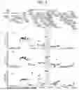 Fig. 06 - COMPOSITIONS AND METHODS FOR TREATING SKIN DISEASES, DISORDERS, AND CONDITIONS