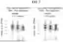Fig. 08 - COMPOSITIONS AND METHODS FOR TREATING SKIN DISEASES, DISORDERS, AND CONDITIONS