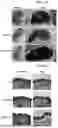 Fig. 09 - COMPOSITIONS AND METHODS FOR TREATING SKIN DISEASES, DISORDERS, AND CONDITIONS