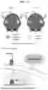 Fig. 16 - COMPOSITIONS AND METHODS FOR TREATING SKIN DISEASES, DISORDERS, AND CONDITIONS