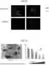 Fig. 26 - COMPOSITIONS AND METHODS FOR TREATING SKIN DISEASES, DISORDERS, AND CONDITIONS