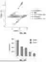 Fig. 40 - METHODS AND COMPOSITIONS FOR TREATING CANCER