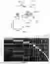 Fig. 41 - METHODS AND COMPOSITIONS FOR TREATING CANCER