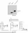 Fig. 44 - METHODS AND COMPOSITIONS FOR TREATING CANCER