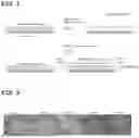Fig. 02 - ANTIGEN COMPOSITION, COMPOSITION FOR ANTIGEN EXPRESSION, AND ANTIBODY COMPOSITION