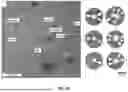 Fig. 07 - DNA ORIGAMI VACCINES