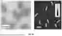Fig. 09 - DNA ORIGAMI VACCINES